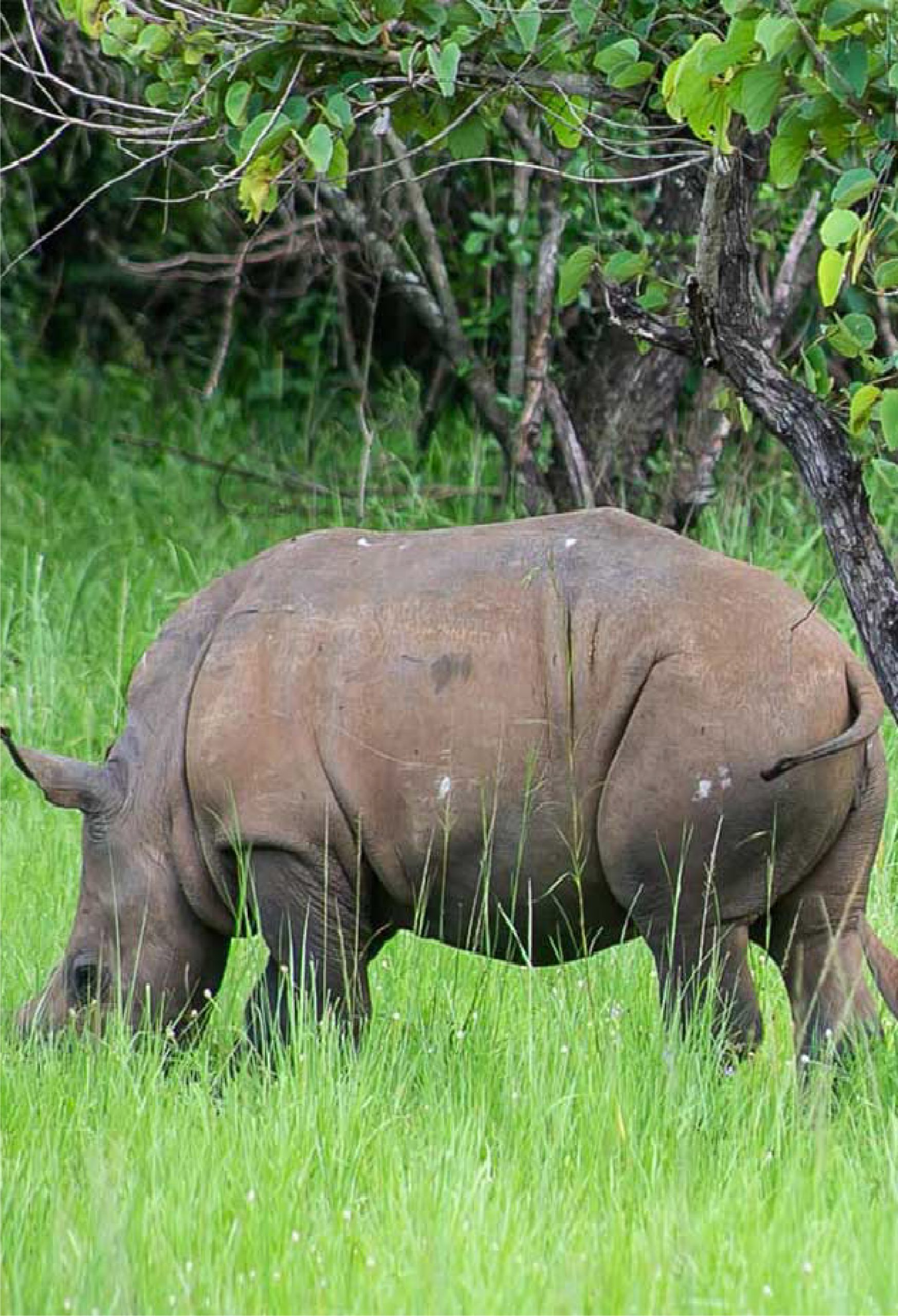 Murchison Falls