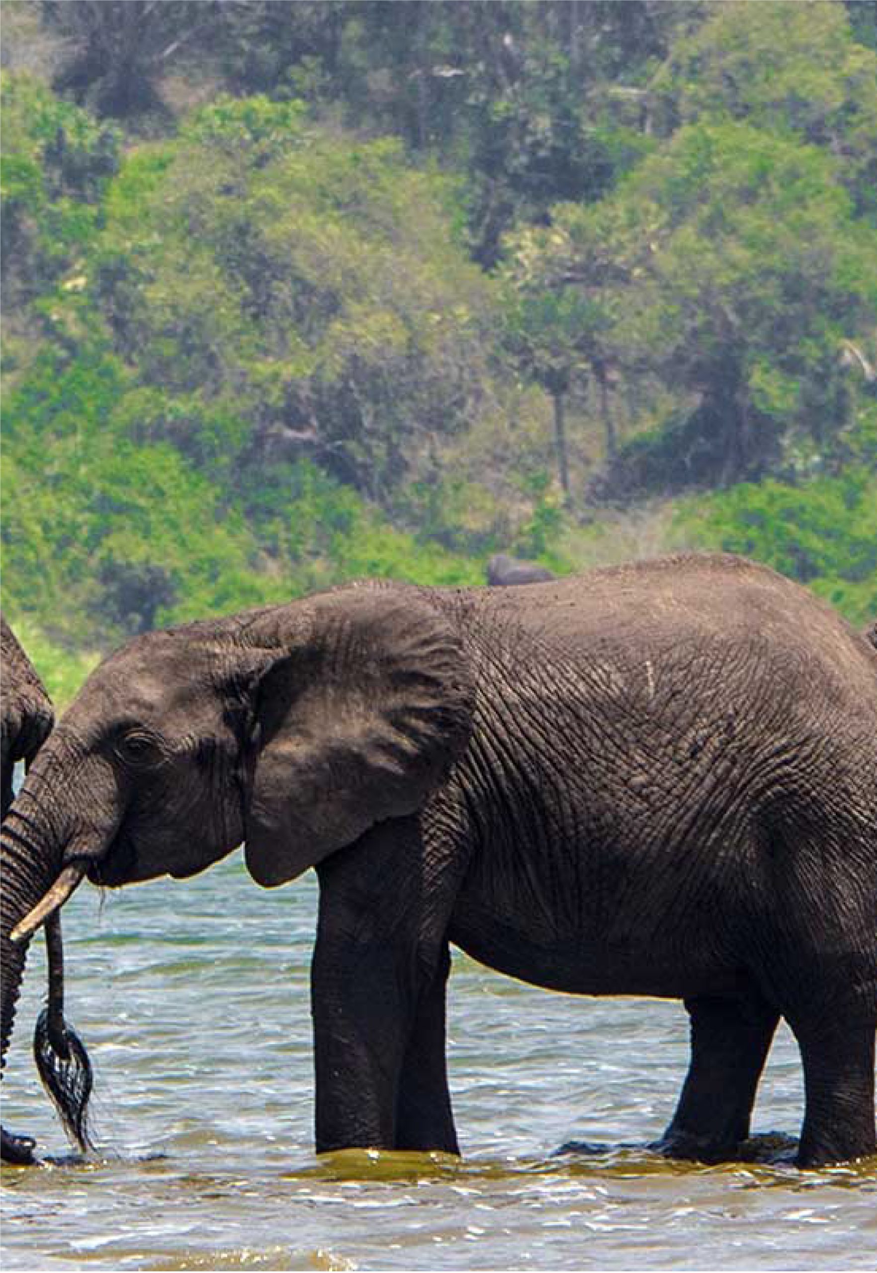 Queen Elizabeth National Park